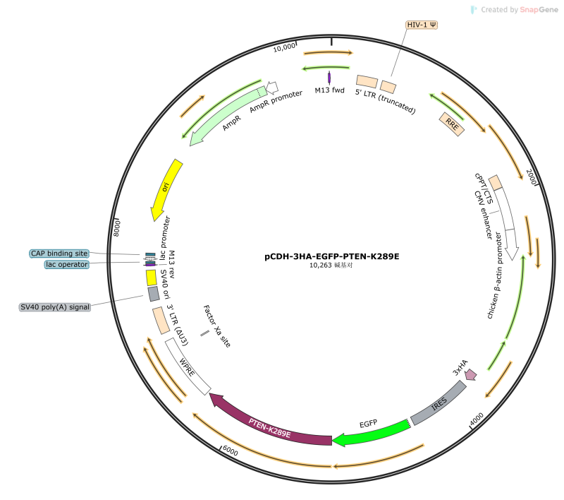 pCDH-3HA-EGFP-PTEN-K289E